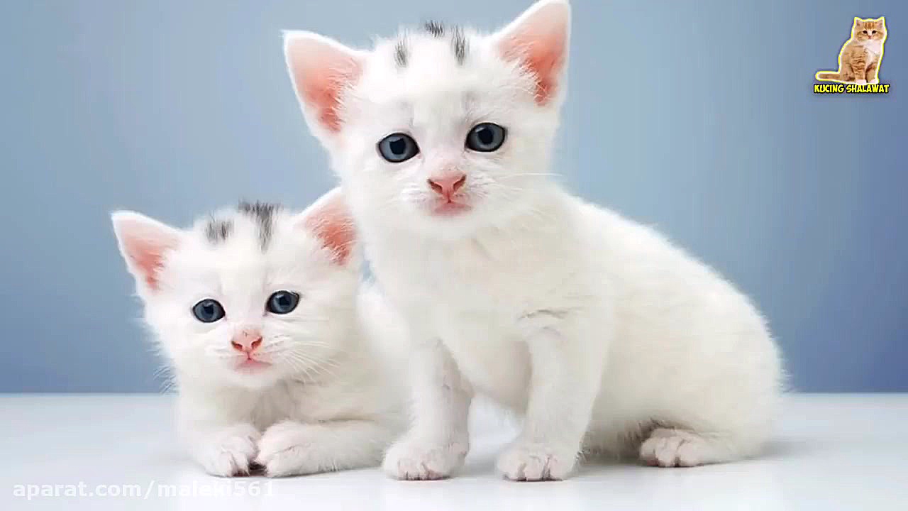 آواز خواندن گربه ها