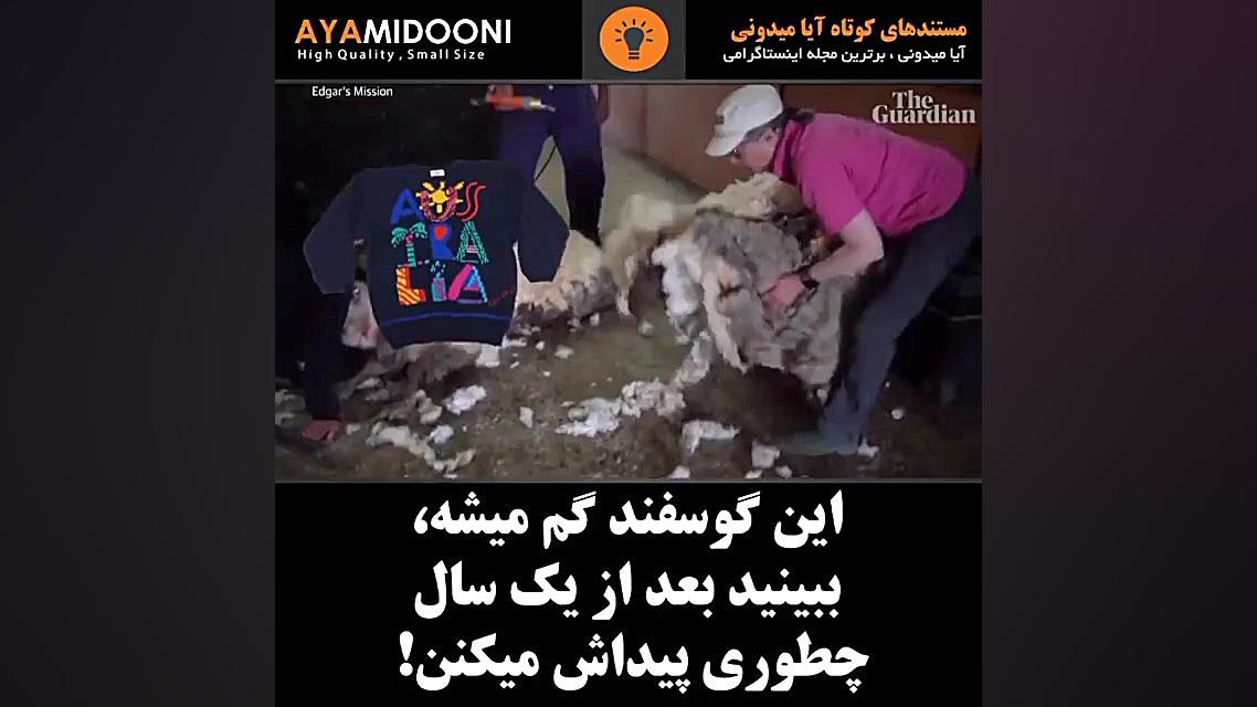 ویدیو فان گوسفند