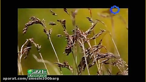 نماهنگ کی بود کی بود با صدای ق...