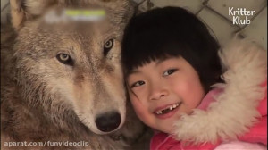 دوستی انسان با گرگ wolf
