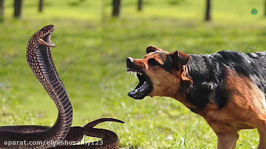 دعوای حیوانات. جدال مرگ و زندگ...