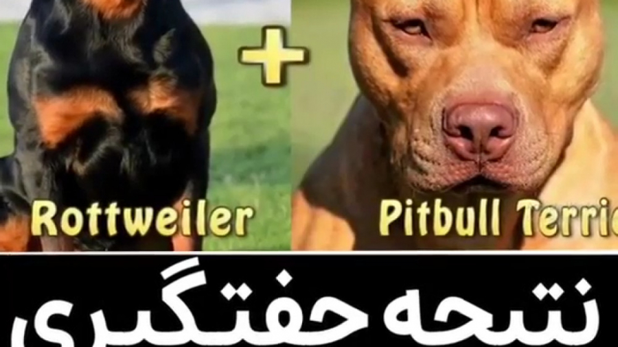 نتیجه جفتگیری سگ نژاد روتوایلر...