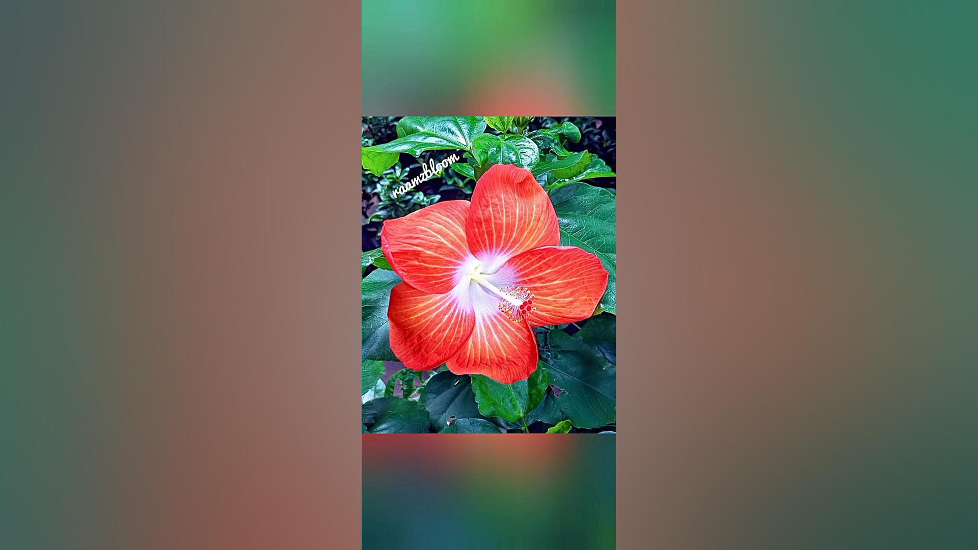 وای چه گل های قشنگی بزن بریم ب...