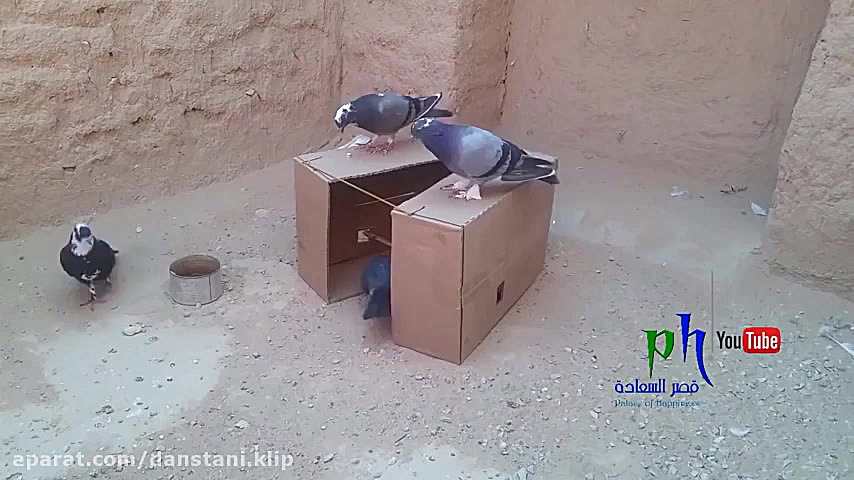 ساخت تله ی کبوتر با کارتن