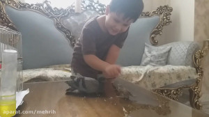 جوجه کبوتر در مقابل جوجه گنجشک...