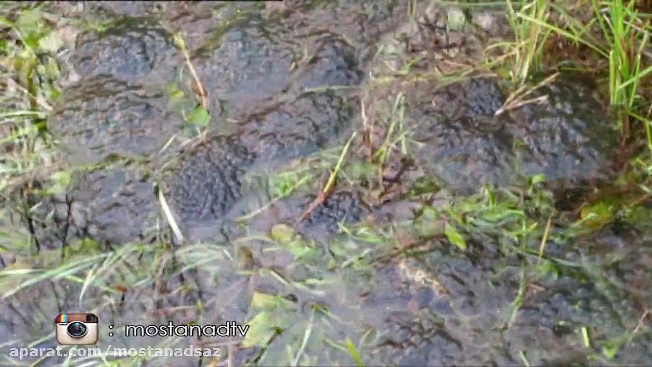 غورباقه های انگلیسی!!