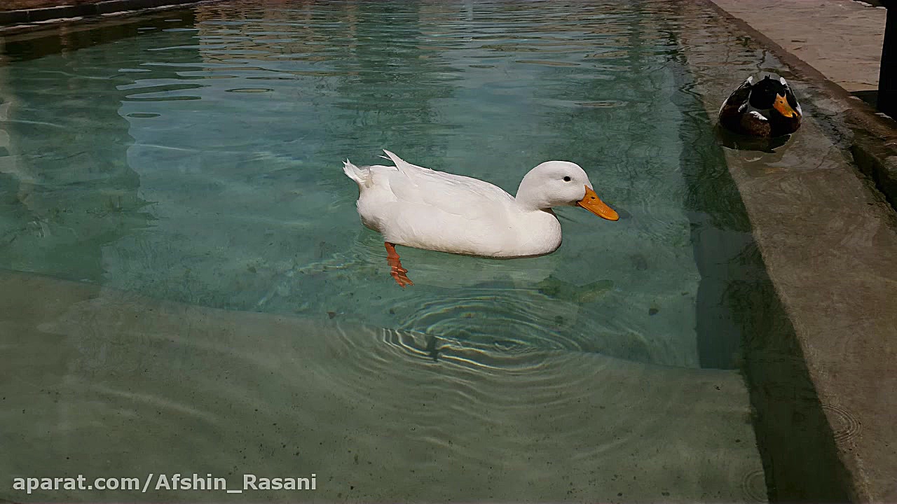 چند عکس قدیمی از سنندج