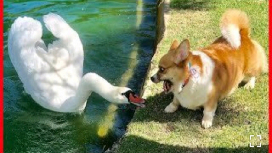 فیلم سگ های بامزه  حیوانات سوپ...