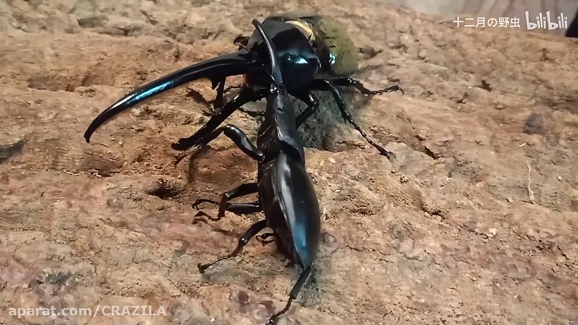 جنگ سوسک ها