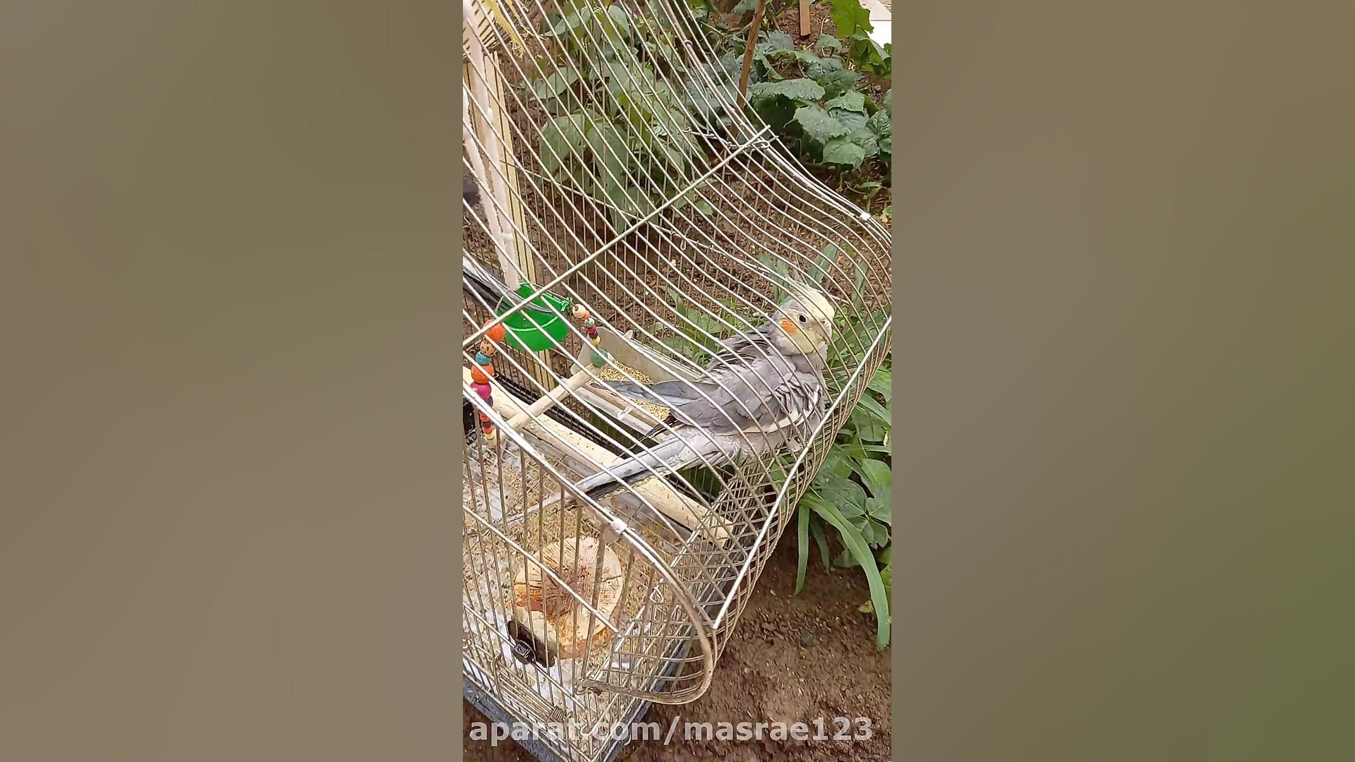 حمام کردن عروس هلندی در زیر با...