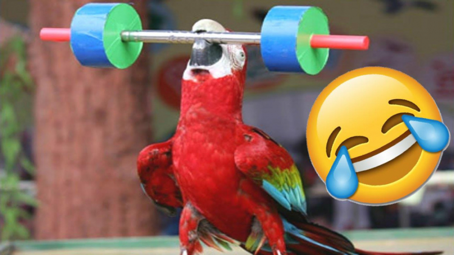 شوخی های بامزه و جالب طوطی ها...