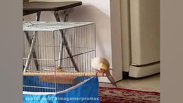 عروس هلندی سخنگو