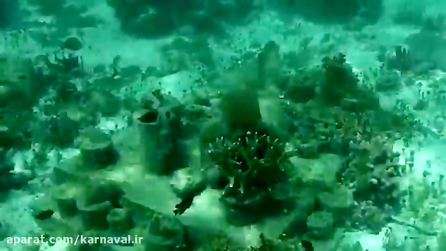 کارناوال | موزه ای در اعماق در...