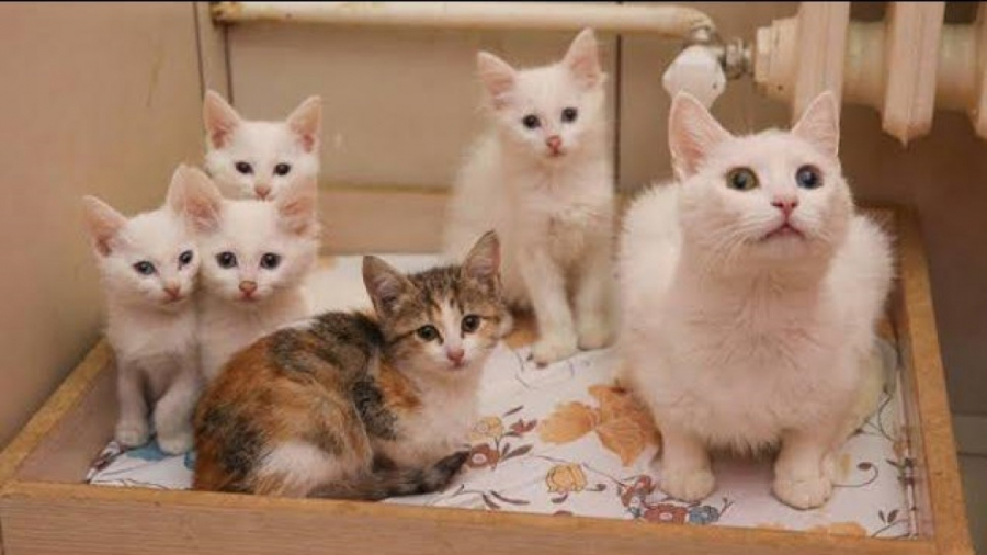 گربه های باحال خانگی  حیوانات...