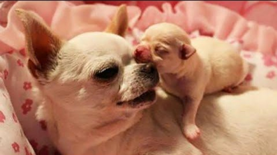 لحظه‌های خنده‌دار و بامزه حیوا...