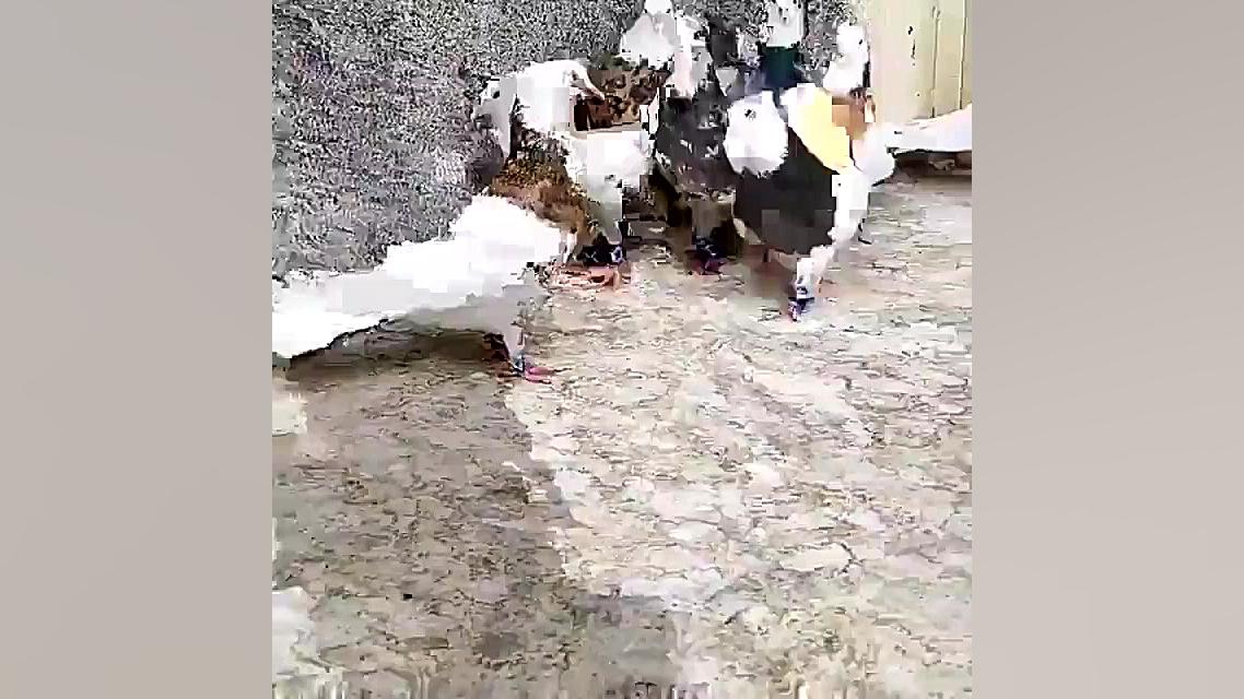 زیباترین کبوتر های طوقی    پلا...