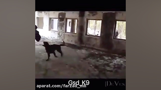 آموزش گارد به سگ روت وایلر