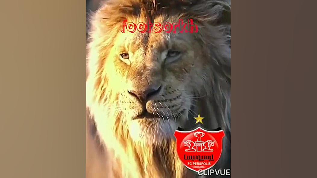 پرسپولیس شیر لیگ برتره