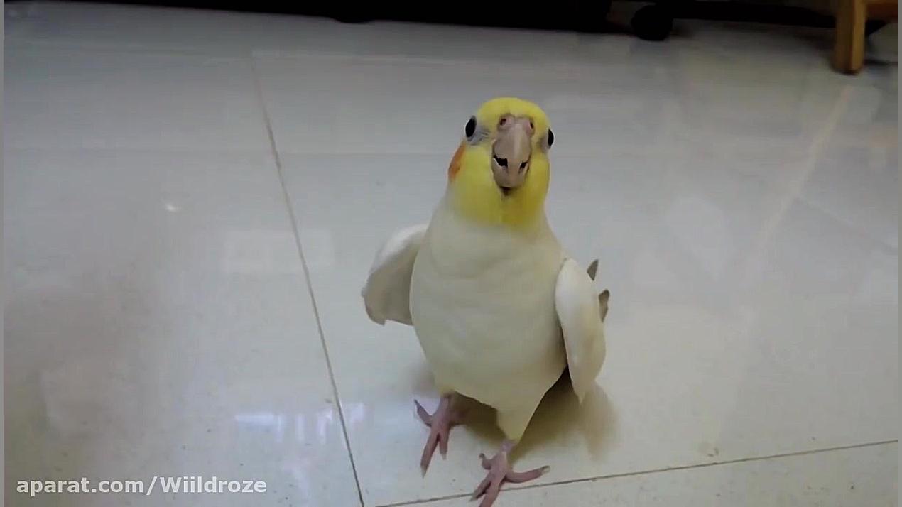 آواز خواندن عروس هلندی