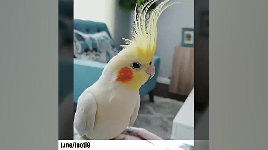 طوطی زیبای عروس هلندی