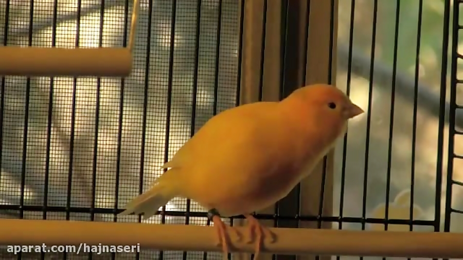 آواز قناری مست و آماده جفتگیری