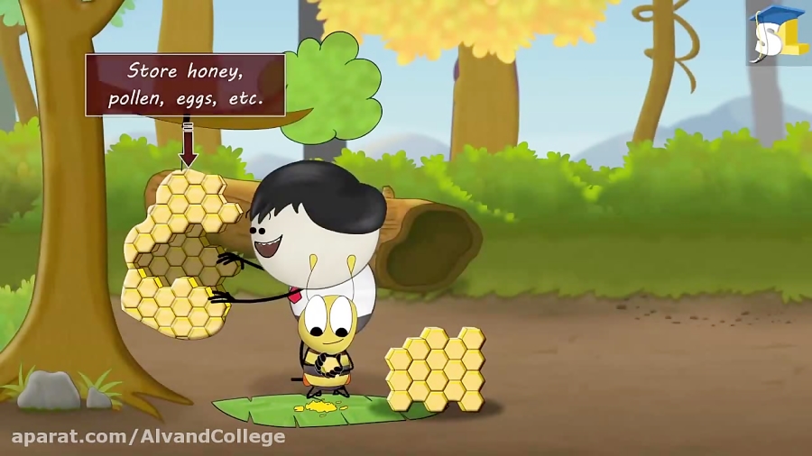 Why Do Bees Build Hexagonal