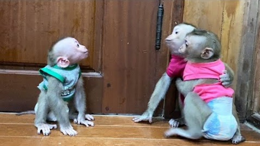 شیطونی میمون های بامزه