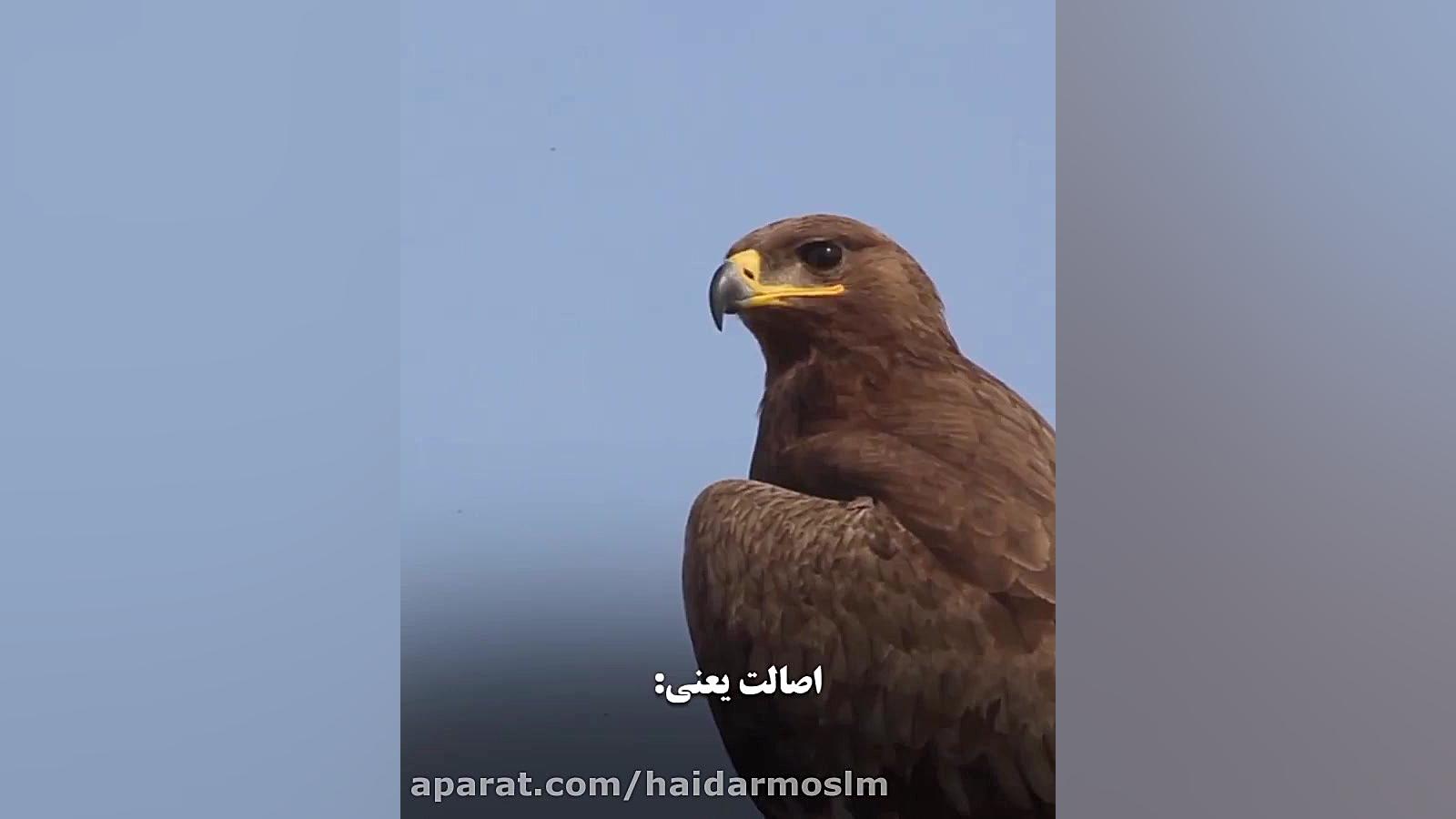 آهنگ زیبا عاشقانه کلیپ عاشقانه...