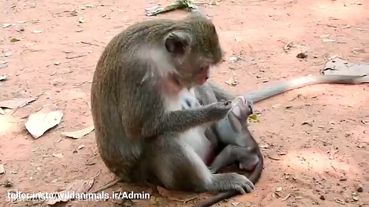 راز بقا جدید خارجی  نبرد حیوان...