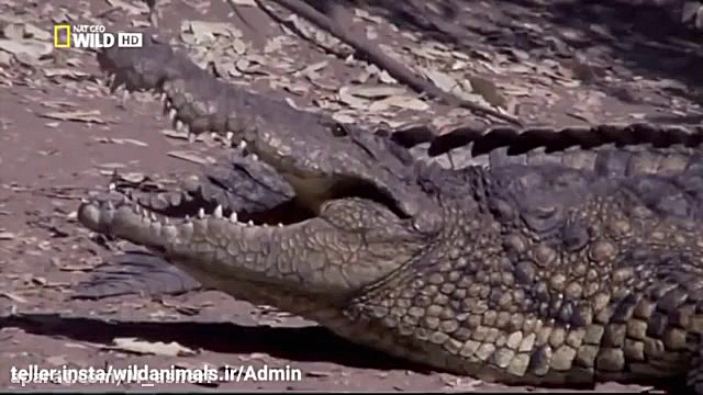 راز بقا جدید خارجی  نبرد حیوان...