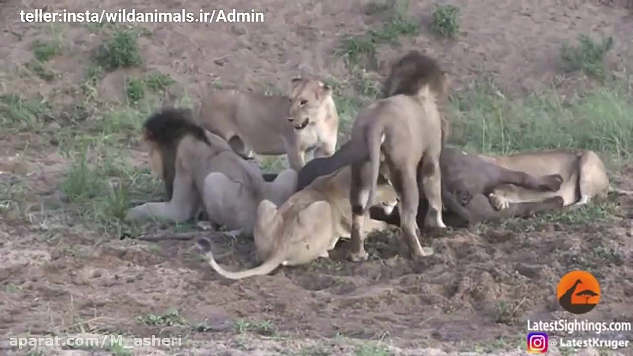 راز بقا جدید خارجی  نبرد حیوان...