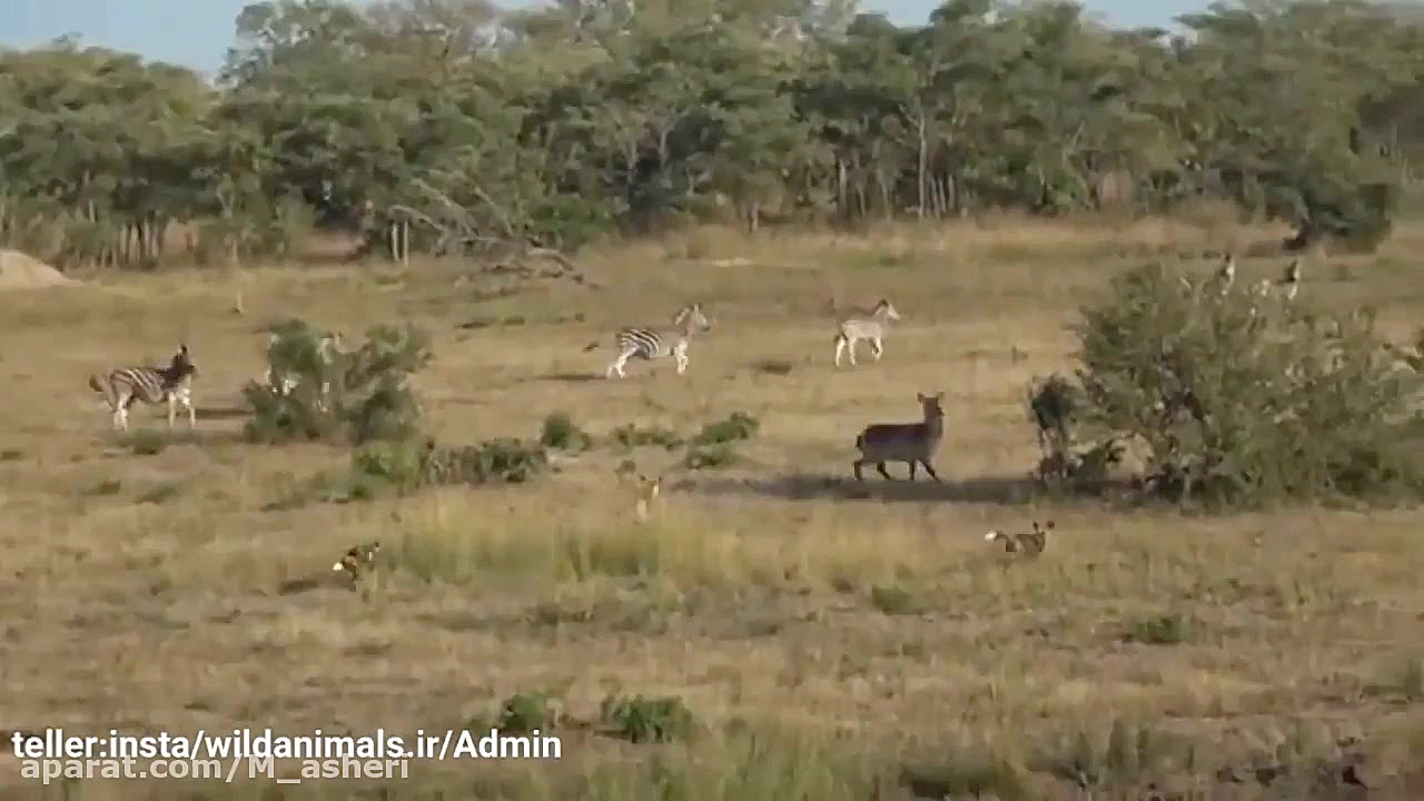 راز بقا جدید خارجی  نبرد حیوان...