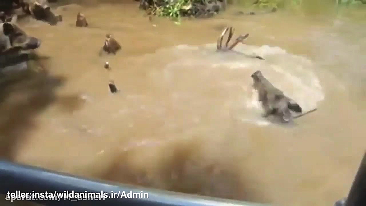 راز بقا جدید خارجی  نبرد حیوان...