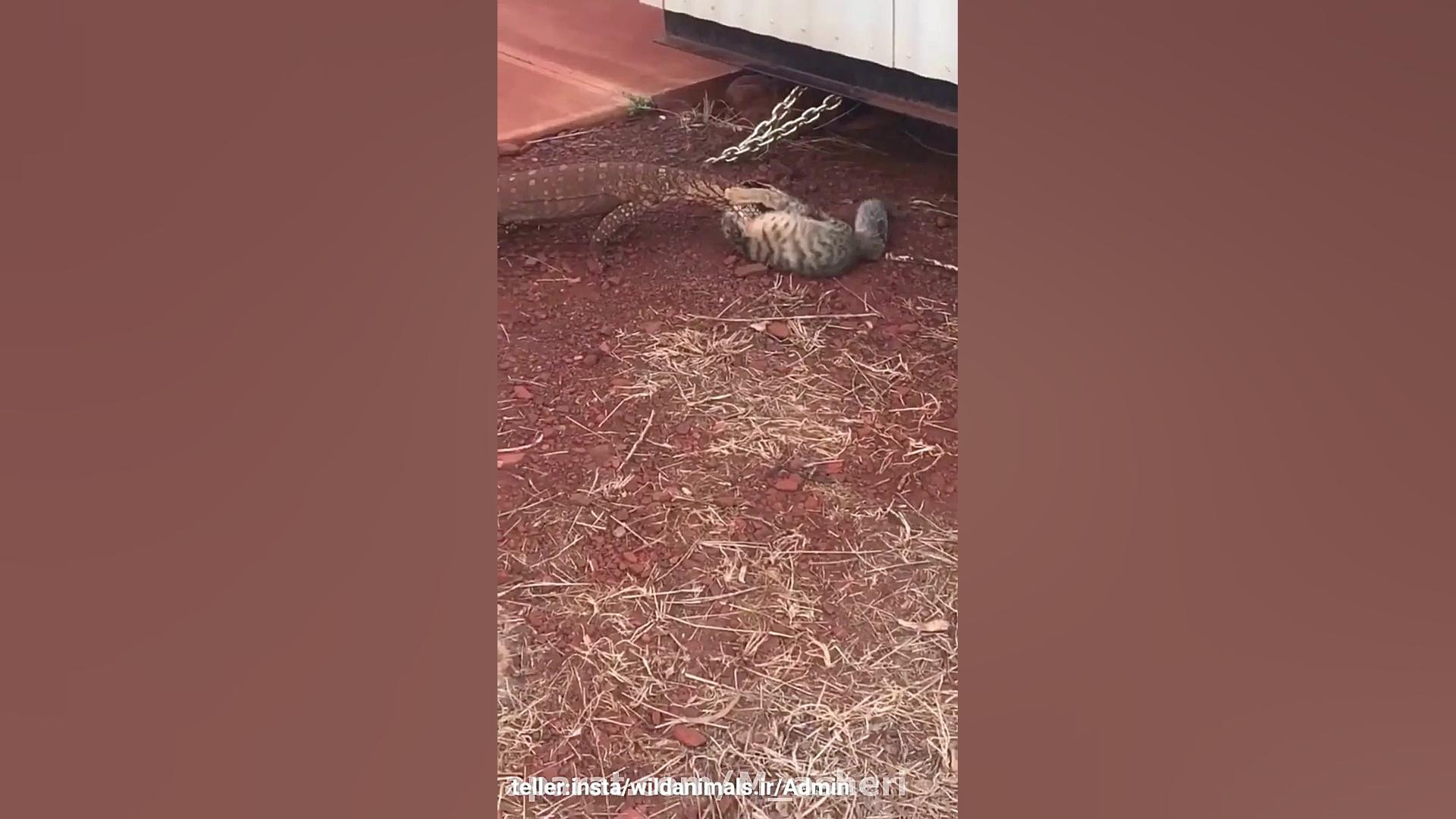 راز بقا جدید خارجی  نبرد حیوان...