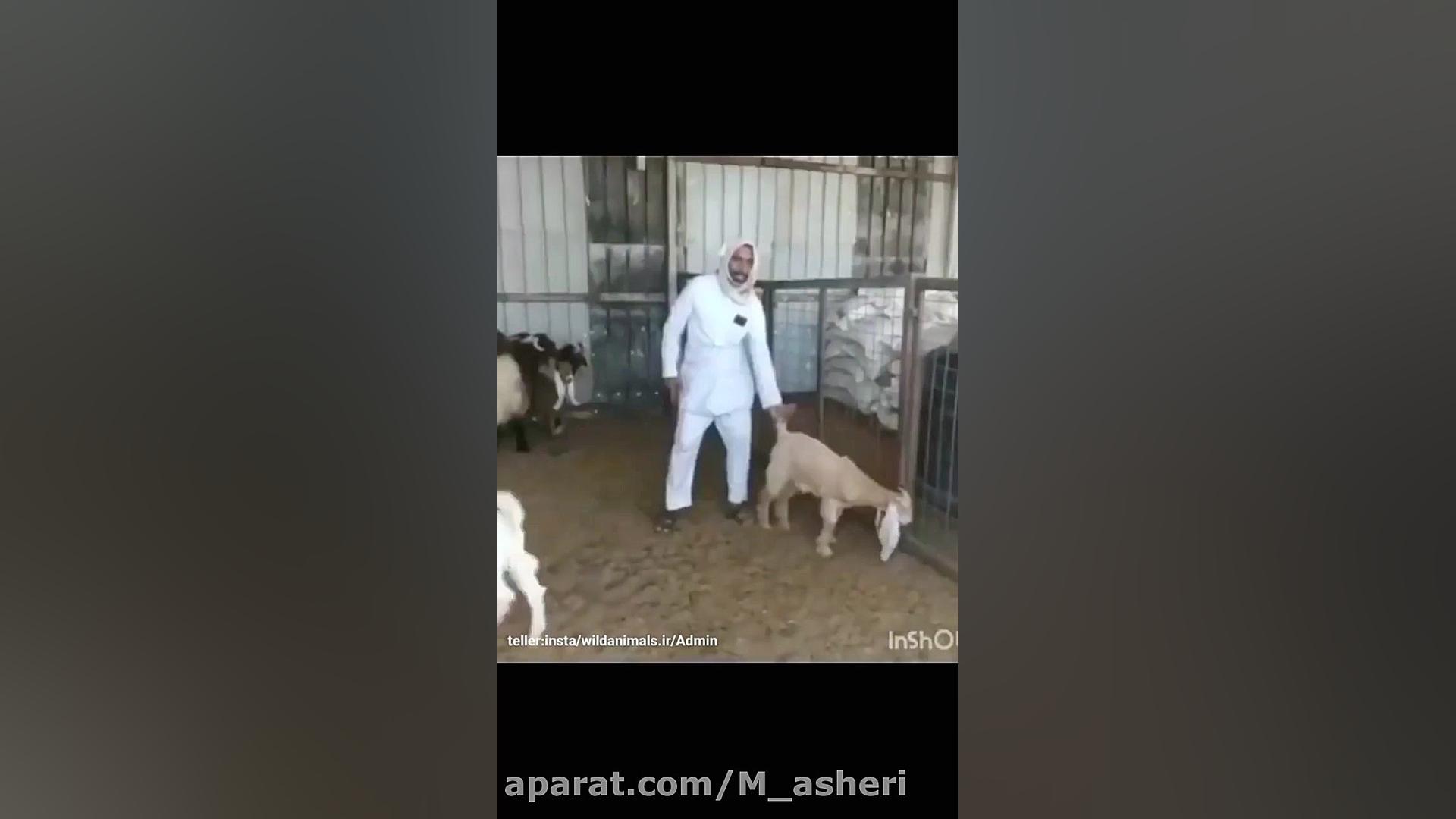 راز بقا جدید خارجی  نبرد حیوان...