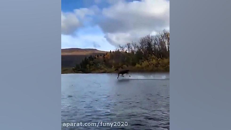 فیلم جالب حرکت گوزن روی آب دنب...