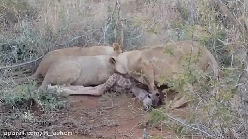 راز بقا جدید خارجی  نبرد حیوان...
