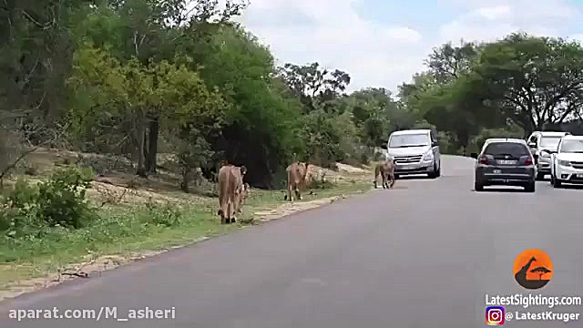 راز بقا جدید خارجی  نبرد حیوان...