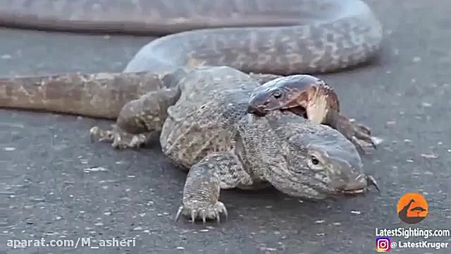 راز بقا جدید خارجی  نبرد حیوان...