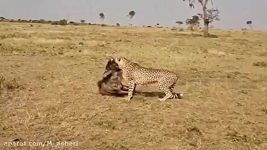 راز بقا جدید خارجی  نبرد حیوان...