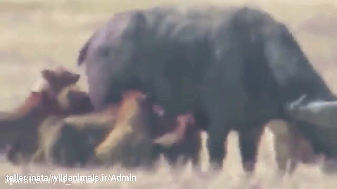 راز بقا جدید خارجی  نبرد حیوان...