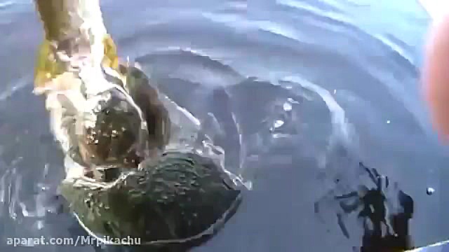 راز بقا جدید خارجی  نبرد حیوان...