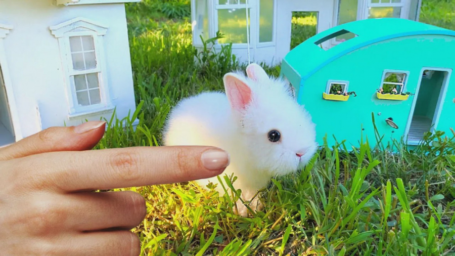 ساخت خانه جدید برای خرگوش  حیو...