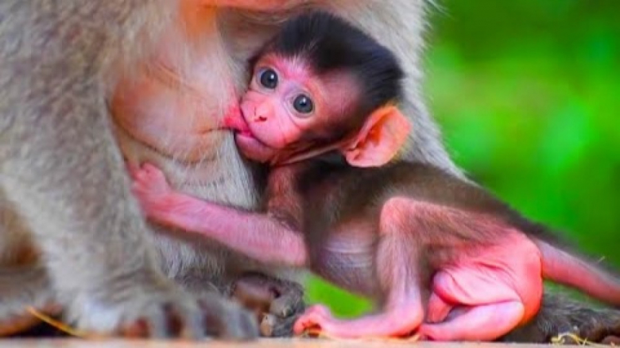 شیر خوردن نوزاد میمون از مادر