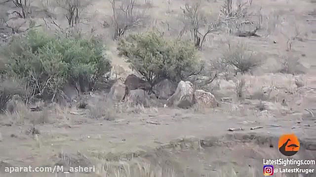 راز بقا جدید خارجی  نبرد حیوان...