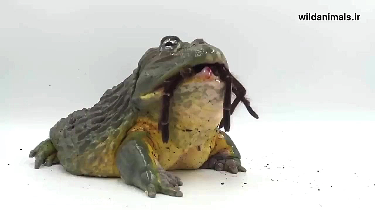 راز بقا جدید خارجی  نبرد حیوان...