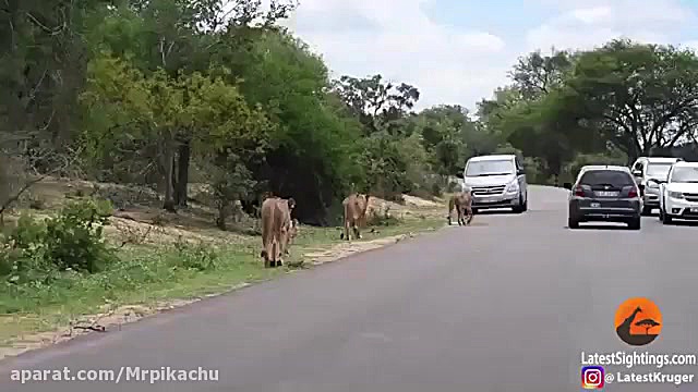 راز بقا جدید خارجی  نبرد حیوان...