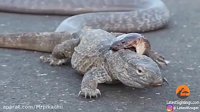 راز بقا جدید خارجی  نبرد حیوان...