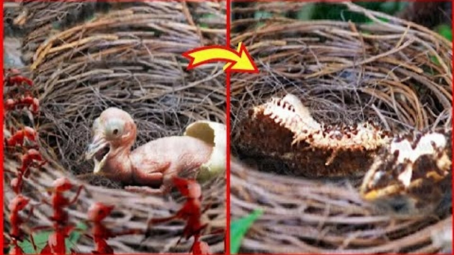 به این دلیل جوجه های پرنده از...