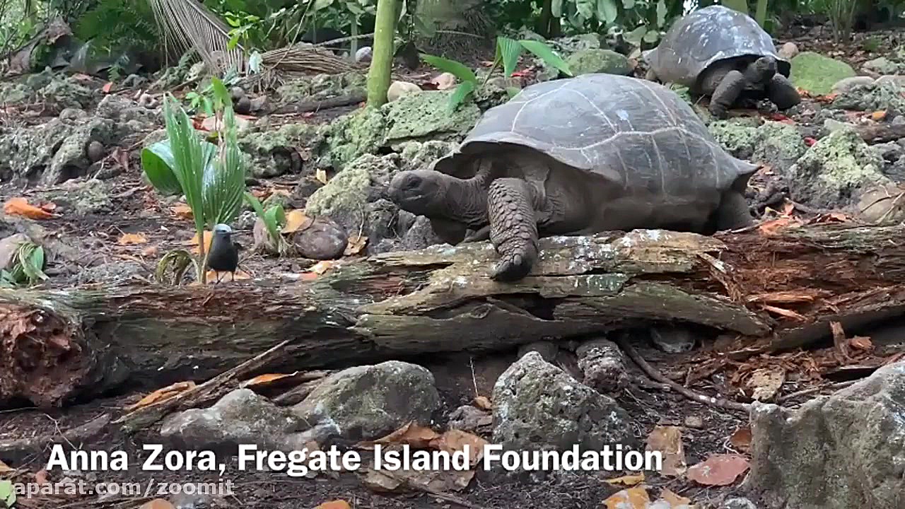 وقتی لاک‌پشت شکارچی پرنده می‌ش...